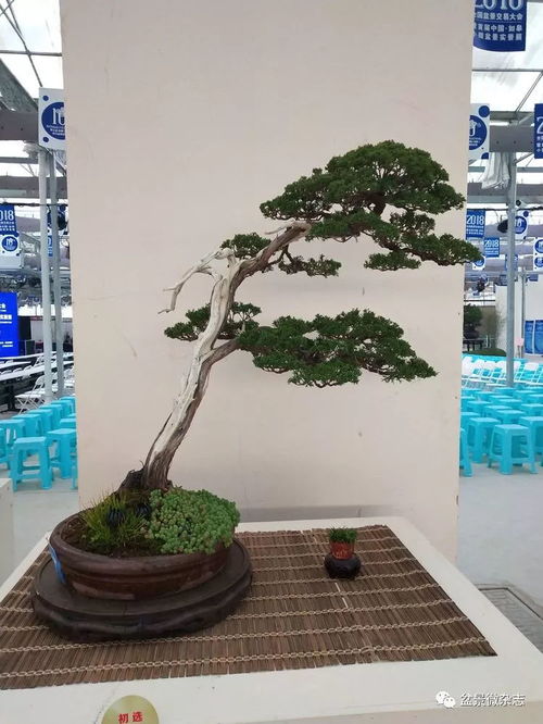 首屆中國如皋小微盆景實景展中的精品
